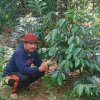 Andi Ina: Barru Akan Jadi Daerah Kebangkitan Kopi