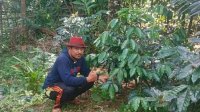 Andi Ina: Barru Akan Jadi Daerah Kebangkitan Kopi