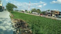 Kurang Perhatian, Enceng Gondok Kini Tumbuh Subur Penuhi Kanal Batua