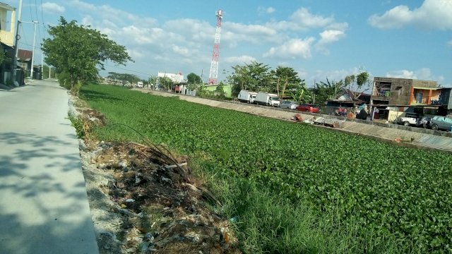 Kurang Perhatian, Enceng Gondok Kini Tumbuh Subur Penuhi Kanal Batua