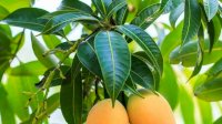 Air Rebusan Daun Mangga Dapat Obati Diabetes