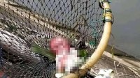 Petugas Kebersihan  Temukan Jasad Bayi Laki-Laki Mengapung di Kanal