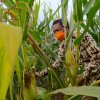 Gubernur Panen Jagung Varietas NA1 dan NA2 di Soppeng