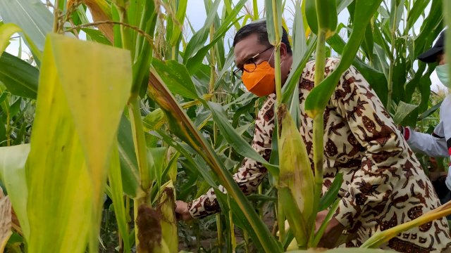 Gubernur Panen Jagung Varietas NA1 dan NA2 di Soppeng