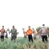 Pandemi Covid-19, Bantaeng Tetap Jamin Ketersediaan Benih