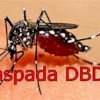 294 Pasien DBD Meninggal Dunia