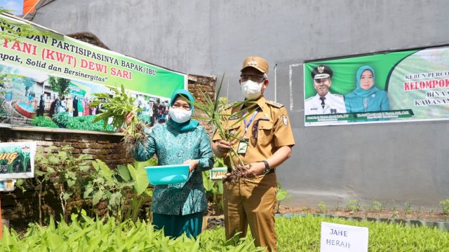 Yusran Panen Jahe Merah dan Kangkung di BTN Karmila Sari