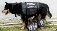 Anjing Pelacak Densus K9 Pomal Lantamal VI Berhasil Dilahirkan
