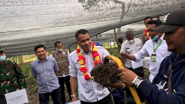 Syaharuddin Panen Perdana Tanaman Porang