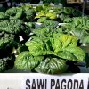 Dukung Ketahanan Pangan Dan Kurangi Sampah, Lantamal VI Sosialisasikan Styrofoam Bekas Untuk Kebun Hidroponik