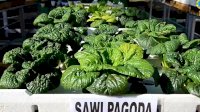 Dukung Ketahanan Pangan Dan Kurangi Sampah, Lantamal VI Sosialisasikan Styrofoam Bekas Untuk Kebun Hidroponik