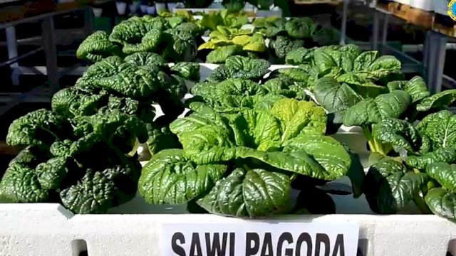Dukung Ketahanan Pangan Dan Kurangi Sampah, Lantamal VI Sosialisasikan Styrofoam Bekas Untuk Kebun Hidroponik