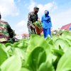 Kasal Saksikan Panen Raya Kebun Ketahanan Pangan Lantamal VI Di Karuwisi Melalui Vicon