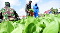 Kasal Saksikan Panen Raya Kebun Ketahanan Pangan Lantamal VI Di Karuwisi Melalui Vicon