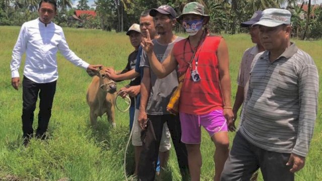 Respon Aspirasi Warga Sidrap, Syaharuddin Alrif Serahkan Ratusan Ternak Sapi