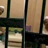 Habib Rizieq Shibab Sakit Sesak Nafas dalam Tahanan, Kuasa Hukum: Mohon Doanya Seluruh Masyarakat