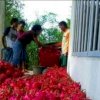 Harga Buah Naga di Sinjai Menurun, Petani Ingatkan Janji Politik Bupati Terkait Pasar Modern