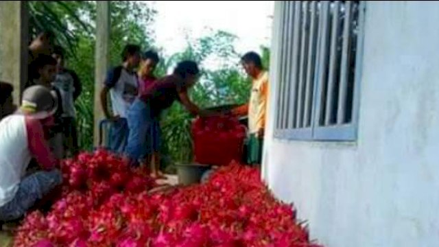 Harga Buah Naga di Sinjai Menurun, Petani Ingatkan Janji Politik Bupati Terkait Pasar Modern