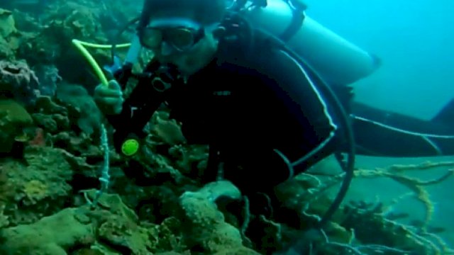 Aksi penyelamatan Penyu Hijau di bawa laut oleh TNI AL di Luwu Timur, Minggu (31/1) || Trotoar.id