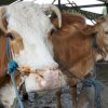 Program SYL: 274 Ekor Sapi Asal Surabaya Sampai di Makassar
