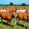 Aplikasi ‘La Sapi’, Layanan Beternak Lewat Online