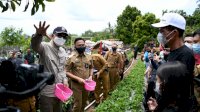 Nurdin Abdullah Petik Stroberi Hasil Budidaya Warga di Desa Bonto Tallasa