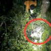 Warga Bulukumba Ditemukan Tewas di Semak-semak