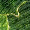 Ribuan Hektar Perkebunan Sawit Akan Mulai Digarap Bulan April di Bulukumba