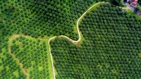 Ribuan Hektar Perkebunan Sawit Akan Mulai Digarap Bulan April di Bulukumba