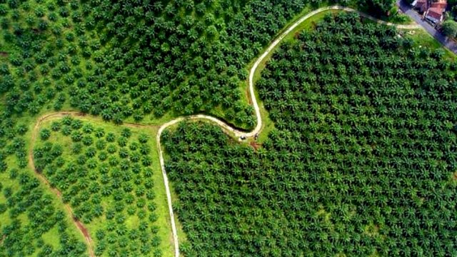 Sebuah perkebunan sawit, (Google).