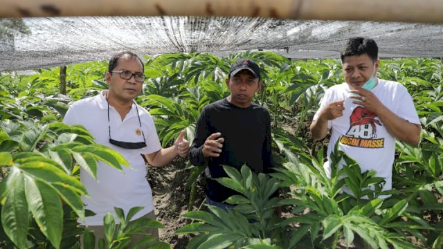 Danny Pomanto Belajar Berkebun Porang Kebun Syahar