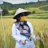 20 Ribu Hektar Lahan Pertanian di Luwu Utara Dilindungi Asuransi Tani Padi