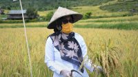 20 Ribu Hektar Lahan Pertanian di Luwu Utara Dilindungi Asuransi Tani Padi