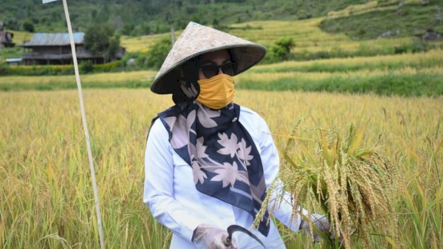 20 Ribu Hektar Lahan Pertanian di Luwu Utara Dilindungi Asuransi Tani Padi
