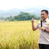 Petani di Kampung Kaili, Bantaeng Panen Padi Berlimpah Tanpa Pupuk Subsidi