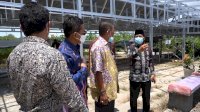 Gubernur Kalimantan Utara Kunjungi Kebun Porang di Sidrap