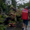Pohon di Bekas Rujab Nurdin Abdullah yang Ditanam pada Zaman Belanda Tumbang
