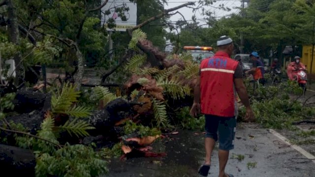 Pohon tumbang di Kota Makassar, akibat hujan deras disertai angin kencang, pada Jumat dini hari hingga sekarang, (2/4/2021). [Dok: trotoar.id]
