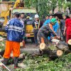Puluhan Pohon Tumbang di Gowa Akibat Hujan Disertai Angin, Kabel Listrik Ikut Diseret, Ini Titiknya