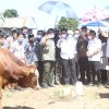 Mentan SYL Tinjau Proses IB Sapi Lokal di Jeneponto