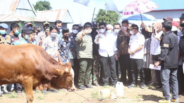 Mentan SYL Tinjau Proses IB Sapi Lokal di Jeneponto