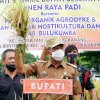 Andi Utta Hadiri Panen Raya