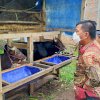 Cara Atasi Pencurian Sapi, Bupati Andi Utta Ajak Mantan Pencuri Ternak Sinergi Bantu Pemerintah