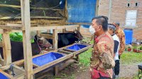 Cara Atasi Pencurian Sapi, Bupati Andi Utta Ajak Mantan Pencuri Ternak Sinergi Bantu Pemerintah