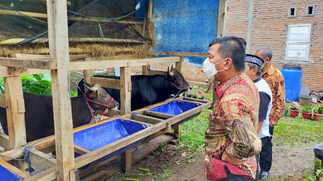Bupati Andi Utta saat memantau kandang sapi di daerahnya.