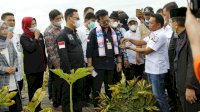 Lewat Petani Milenial, Mentan SYL Terus Garap Porang Jadi Komoditas Andalan