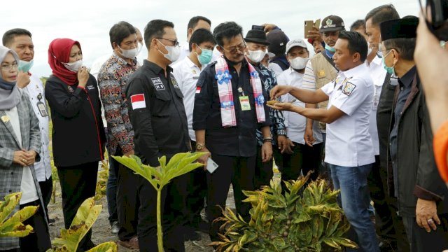 Menteri Pertanian Syahrul Yasin Limpo Melakukan Panen Raya Pirang di Kabupaten Sidrap di dampingi Wakil Ketua DPRD Sulsel Syaharuddin Alrif