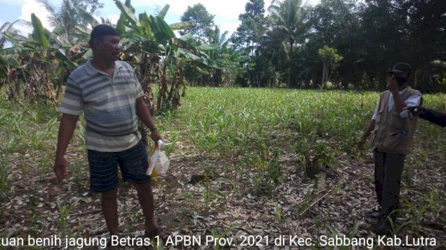 Penuhi Standar Mutu, Benih Jagung Betras 1 Tumbuh Baik di Luwu Utara