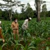 Petani di Sinjai Akan Terima Beragam Bantuan dari Kementan, Kadis TPHP: Tidak Lepas Dari Peran Bupati ASA