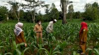 Petani di Sinjai Akan Terima Beragam Bantuan dari Kementan, Kadis TPHP: Tidak Lepas Dari Peran Bupati ASA